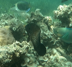 Epinephelidae