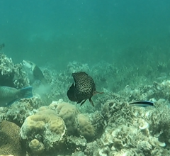 Epinephelidae
