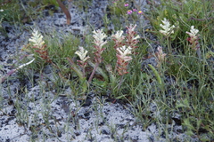 Lachenalia orchioides