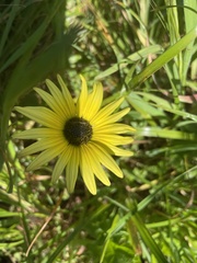 Arctotheca calendula
