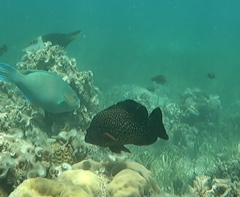 Epinephelidae