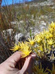 Leucadendron xanthoconus