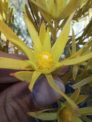 Leucadendron xanthoconus