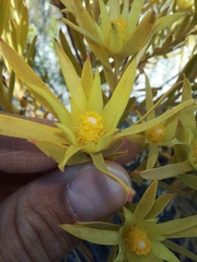 Leucadendron xanthoconus