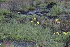 Moraea neglecta