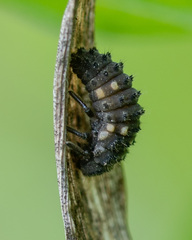 Coccinellidae