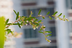 Helicteres angustifolia