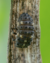 Coccinellidae