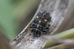 Coccinellidae