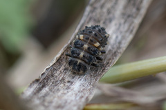 Coccinellidae