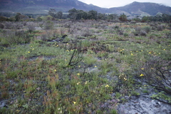 Moraea neglecta