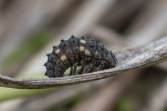Coccinellidae