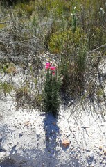 Phaenocoma prolifera