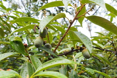 Lithocarpus glaber