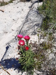 Phaenocoma prolifera