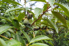 Lithocarpus glaber