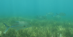 Caranx papuensis