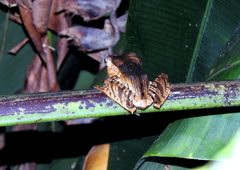 Polypedates otilophus