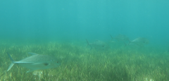 Caranx papuensis