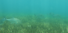 Caranx papuensis