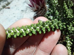 Phaenocoma prolifera