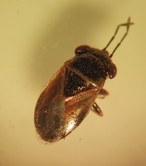 Geocoris megacephalus