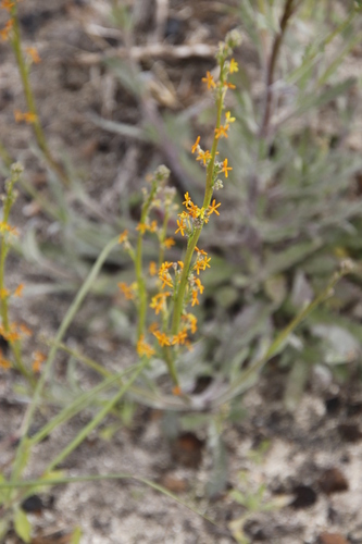 Image of Manulea rubra by (c) Tony Rebelo, some rights reserved (CC BY-SA)