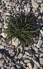 Echium vulgare pustulatum