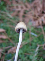 Psilocybe semilanceata