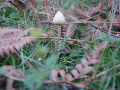 Psilocybe semilanceata
