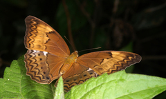 Cirrochroa tyche mithila