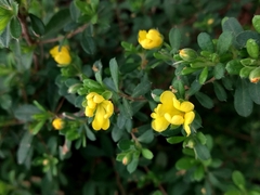 Hibbertia aspera