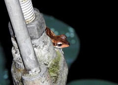 Polypedates macrotis