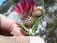 Phaenocoma prolifera