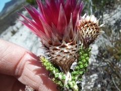 Phaenocoma prolifera