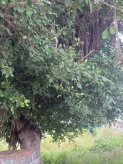 Ficus benghalensis