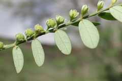 Phyllanthus debilis