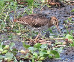 Gallinago hardwickii