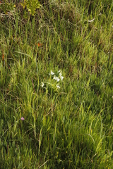 Allium triquetrum