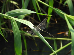 Ictinogomphus rapax