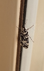 Scoparia exhibitalis