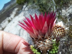 Phaenocoma prolifera