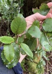 Pterophylla racemosa