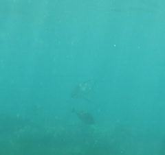 Trachinotus