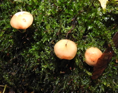 Pholiota lubrica