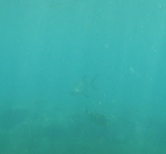 Trachinotus