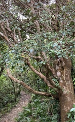 Pterophylla racemosa