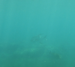 Trachinotus