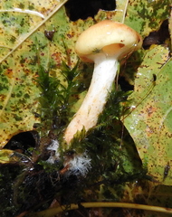 Pholiota lubrica