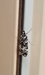 Scoparia exhibitalis